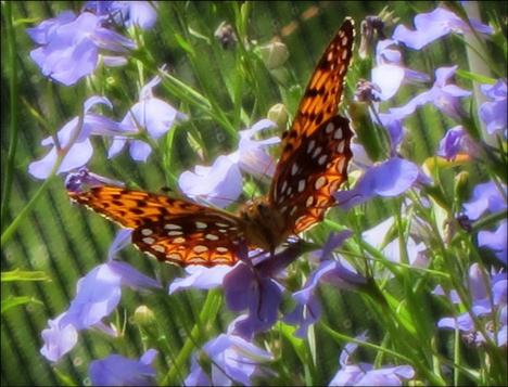 Adirondack Butterflies:  Atlantis Fritillary (23 June 2012)